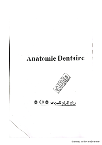 Annales anatomie dentaire