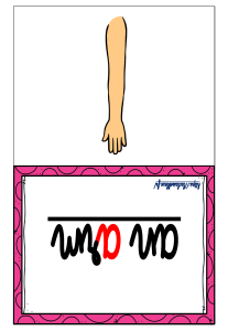 Les-flashcards-Le-corps-humain