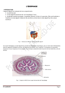 Histo-oesophage-2023 L2