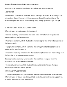 General Human Anatomy Overview