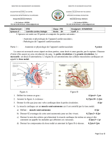 Contr&ocirc;le Biologie: Appareil Cardiovasculaire Anatomie & Pathologies