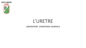 Anatomie de l'Ur&egrave;tre : Morphologie et Vascularisation