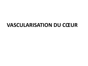 Vascularisation du c&oelig;ur : art&egrave;res, veines, lymphatiques