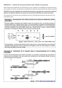 Exercice 2 : Vitesse de raccourcissement des cellules musculaires