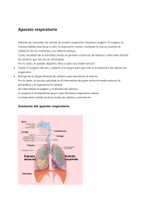 Aparato respiratorio: anatom&iacute;a y funciones