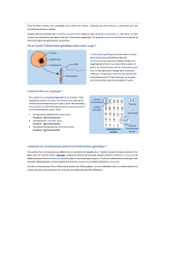 Introduction to Genetics: Chromosomes and Karyotypes