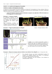 Lumi&egrave;re et d&eacute;veloppement des plantes : phototropisme et croissance