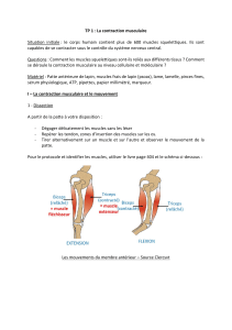 TP 1 : La contraction musculaire - Guide de dissection et m&eacute;canismes cellulaires