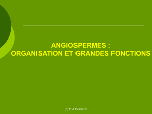 Angiospermes : Organisation et fonctions des racines