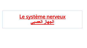 Le syst&egrave;me nerveux: Structure et Fonction