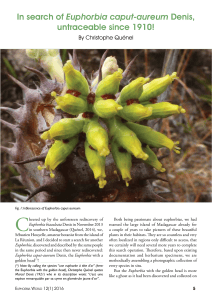 Rediscovery of Euphorbia caput-aureum: A Botanical Quest