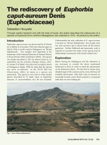 Euphorbia caput-aureum