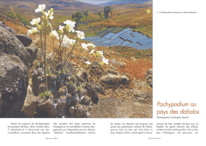 Pachypodium eburneum in Madagascar: Dahalos and Flora