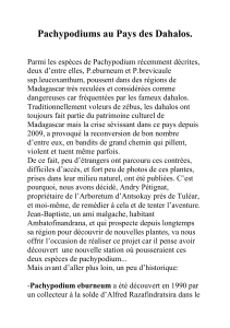 Pachypodiums au Pays des Dahalos : Aventure Botanique &agrave; Madagascar