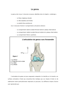 Le genou : Anatomie et articulation du genou