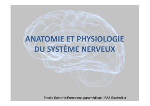anatomie-physiologie du systeme nerveux 2013041712271888