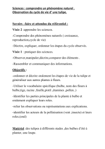 Plan de le&ccedil;on : Cycle de vie de la tulipe pour le primaire