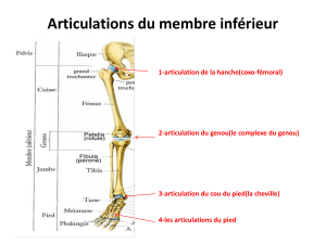 Articulations du membre inf&eacute;rieur : Anatomie et fonction
