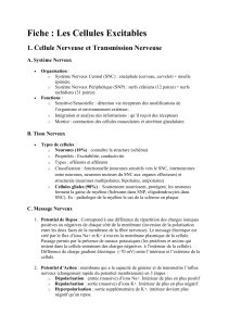Fiche : Les Cellules Excitables - Neurones et Muscle