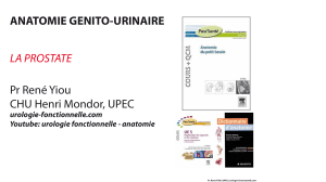 Anatomie de la prostate : Cours par Pr Ren&eacute; Yiou