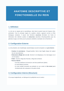 Anatomie et Fonction du Rein