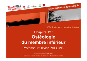 ANATOMIE DU MEMBRE INFERIEUR