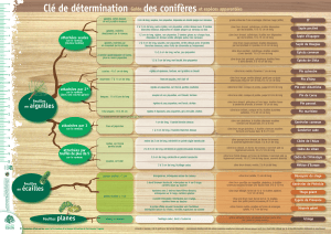 Cl&eacute; de d&eacute;termination des conif&egrave;res : guide d'identification