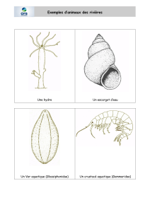 Exemples d'animaux des rivi&egrave;res : illustrations et exemples