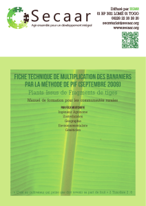 bananiers-Fiche
