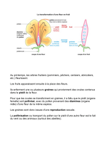 Transformation d'une fleur en fruit : reproduction des arbres fruitiers