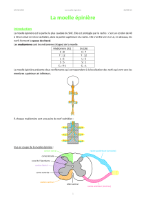 Anatomie de la moelle &eacute;pini&egrave;re : structure, r&eacute;flexes et voies