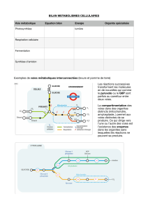 Bilan des m&eacute;tabolismes cellulaires