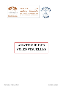 Anatomie des voies visuelles : structure et fonction