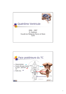 Quatri&egrave;me Ventricule: Fourth Ventricle Anatomy