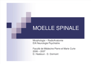 Spinal Cord Anatomy & Radioanatomy Presentation