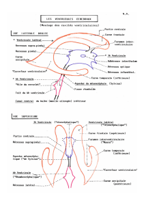Cerebral Ventricles Diagram
