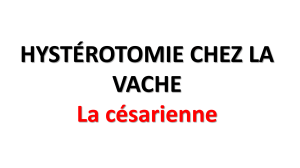 C&eacute;sarienne chez la vache : Guide chirurgical v&eacute;t&eacute;rinaire