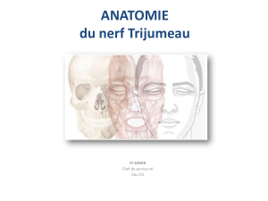 Anatomie du nerf trijumeau : structure et fonctions