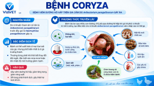 Coryza Disease in Chickens: Causes, Transmission, Effects