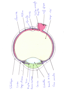 Human Eye Anatomy Diagram