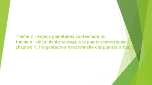 Chapitre 1 : Organisation fonctionnelle des plantes &agrave; fleurs