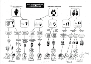 Guide d'identification des traces et indices d'animaux