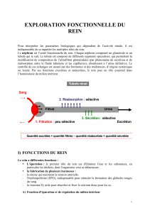 Exploration fonctionnelle du rein : physiologie r&eacute;nale et param&egrave;tres biologiques