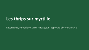Thrips sur myrtille : reconna&icirc;tre, surveiller et g&eacute;rer le ravageur